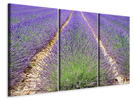 3-piece-canvas-print-the-lavender-field