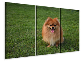 3-piece-canvas-print-the-little-spitz