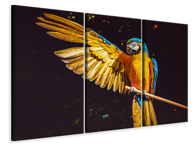 3-piece-canvas-print-the-macaw