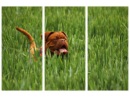 3-piece-canvas-print-the-mastiff-in-the-grass