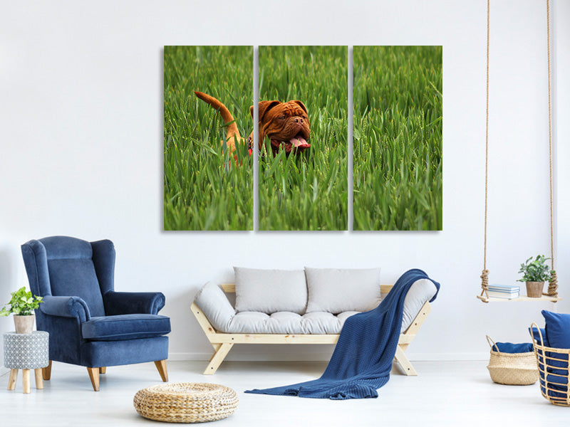 3-piece-canvas-print-the-mastiff-in-the-grass