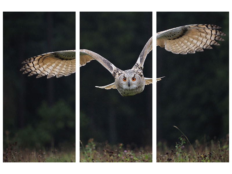 3-piece-canvas-print-the-owl