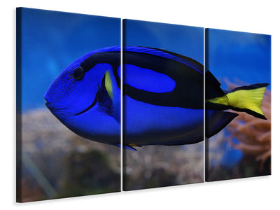 3-piece-canvas-print-the-pallet-doctorfish