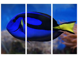 3-piece-canvas-print-the-pallet-doctorfish