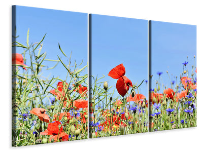 3-piece-canvas-print-the-poppy-in-the-flower-meadow