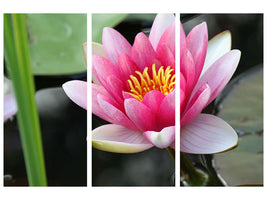 3-piece-canvas-print-the-water-lily-in-pink