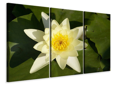 3-piece-canvas-print-the-water-lily-in-yellow
