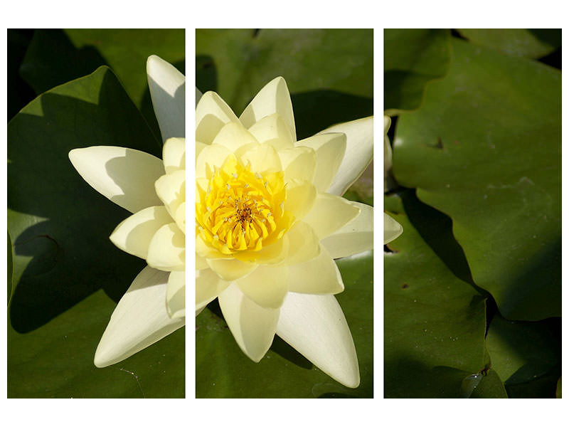 3-piece-canvas-print-the-water-lily-in-yellow