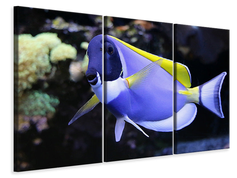 3-piece-canvas-print-the-weisskehl-doctorfish-fish