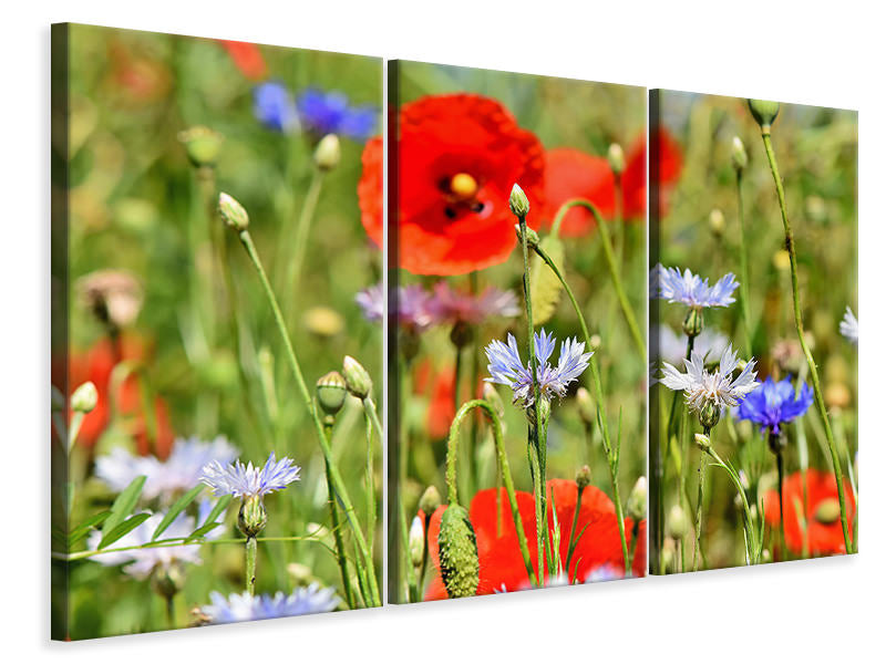 3-piece-canvas-print-the-wild-poppy-xl