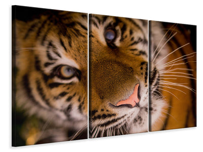 3-piece-canvas-print-tiger-face