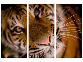 3-piece-canvas-print-tiger-face