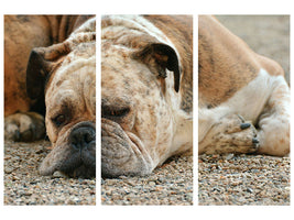 3-piece-canvas-print-tired-boxer