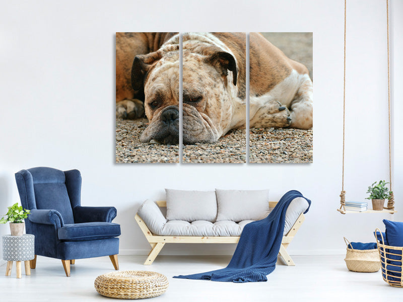 3-piece-canvas-print-tired-boxer