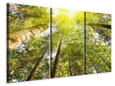 3-piece-canvas-print-treetops-in-the-sun