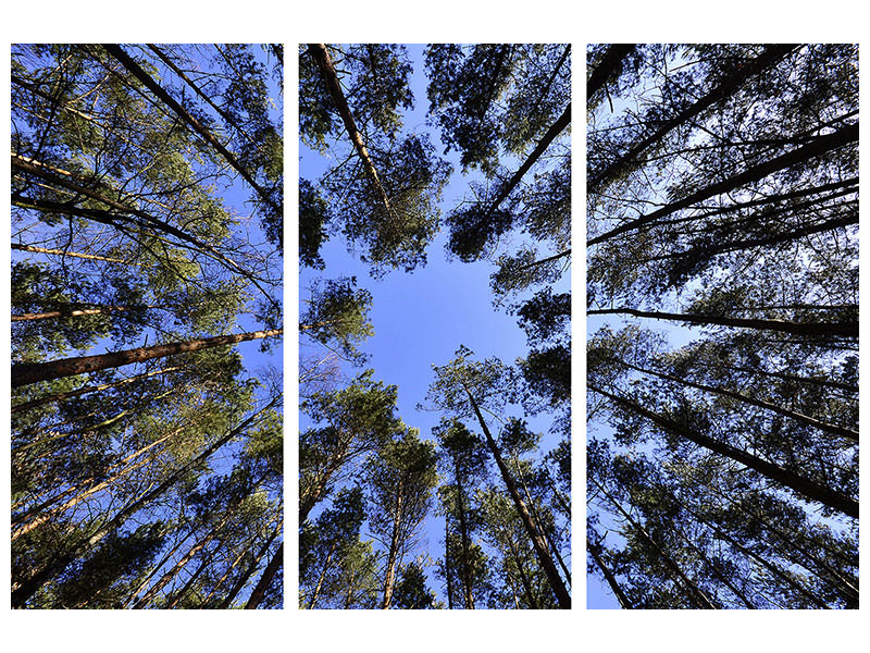 3-piece-canvas-print-under-high-treetops