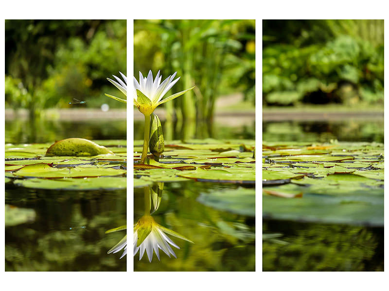 3-piece-canvas-print-water-lily-in-nature