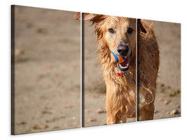 3-piece-canvas-print-wet-dog