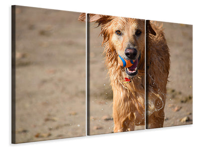 3-piece-canvas-print-wet-dog