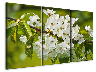 3-piece-canvas-print-white-flowers-in-xl