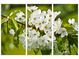 3-piece-canvas-print-white-flowers-in-xl