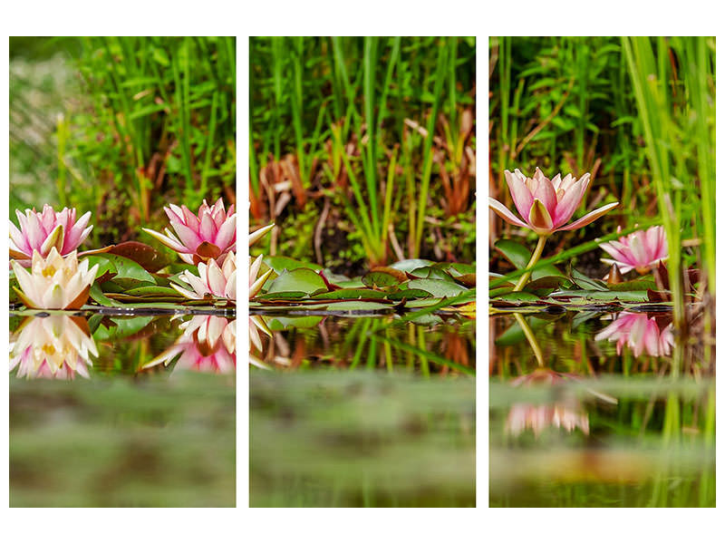 3-piece-canvas-print-wild-water-lilies