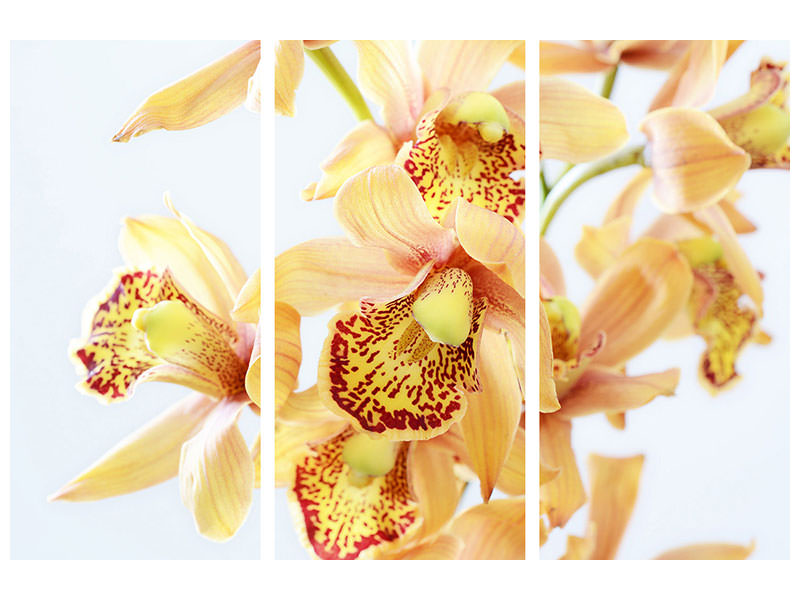 3-piece-canvas-print-yellow-orchid