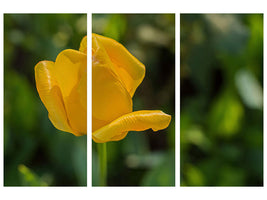 3-piece-canvas-print-yellow-tulip-xl