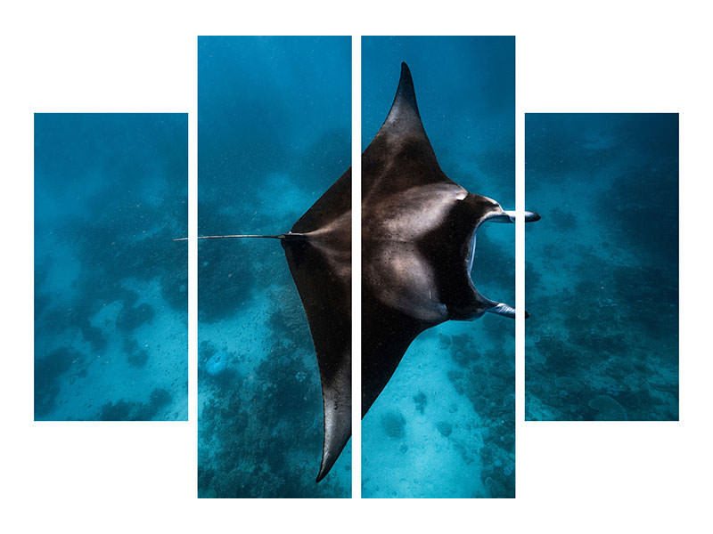 4-piece-canvas-print-manta-fly