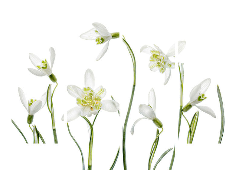 4-piece-canvas-print-spring-snowdrops