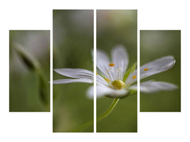 4-piece-canvas-print-stitchwort