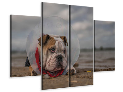 4-piece-canvas-print-the-vet-gave-me-this-collarand-i-am-not-happy-with-it