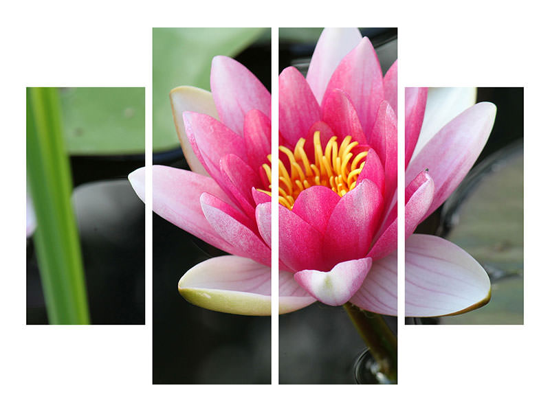 4-piece-canvas-print-the-water-lily-in-pink