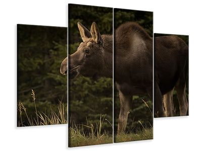 4-piece-canvas-print-young-moose-on-the-loose