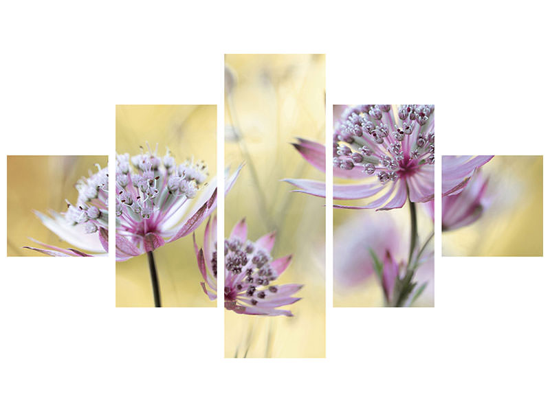 5-piece-canvas-print-astrantia-major