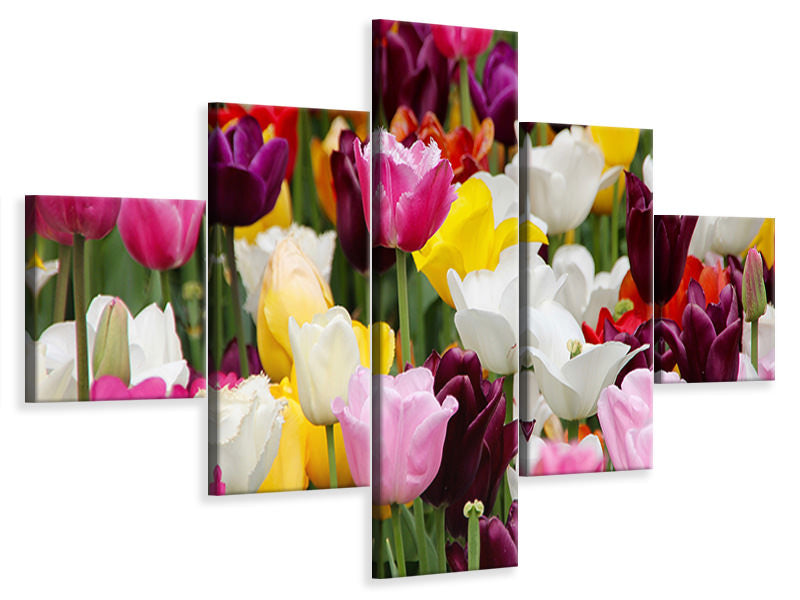 5-piece-canvas-print-colorful-tulip-field