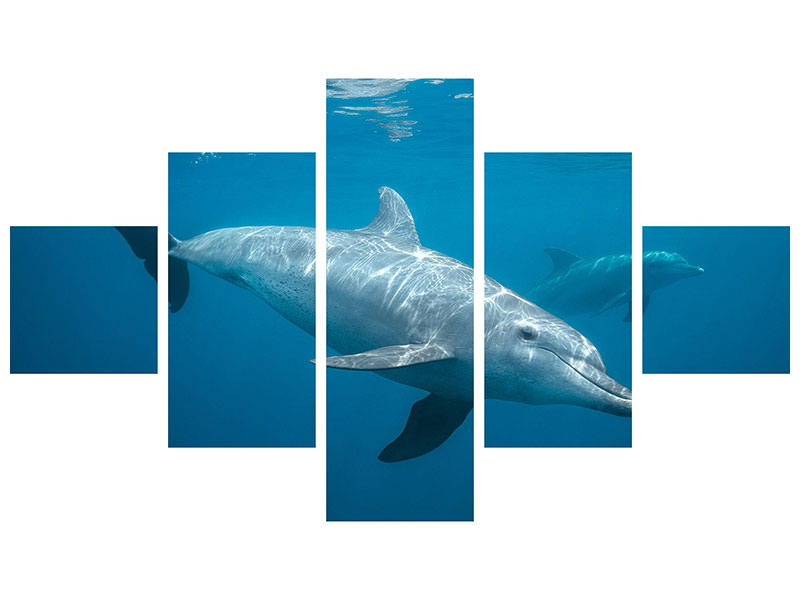 5-piece-canvas-print-curious-dolphin