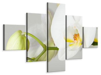 5-piece-canvas-print-giant-orchid