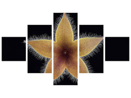 5-piece-canvas-print-stapelia-grandiflora