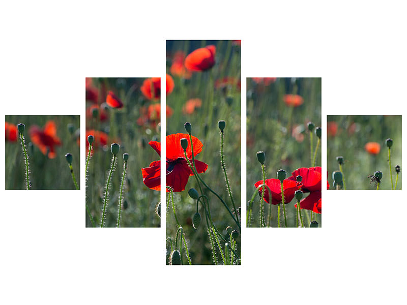 5-piece-canvas-print-wild-poppy