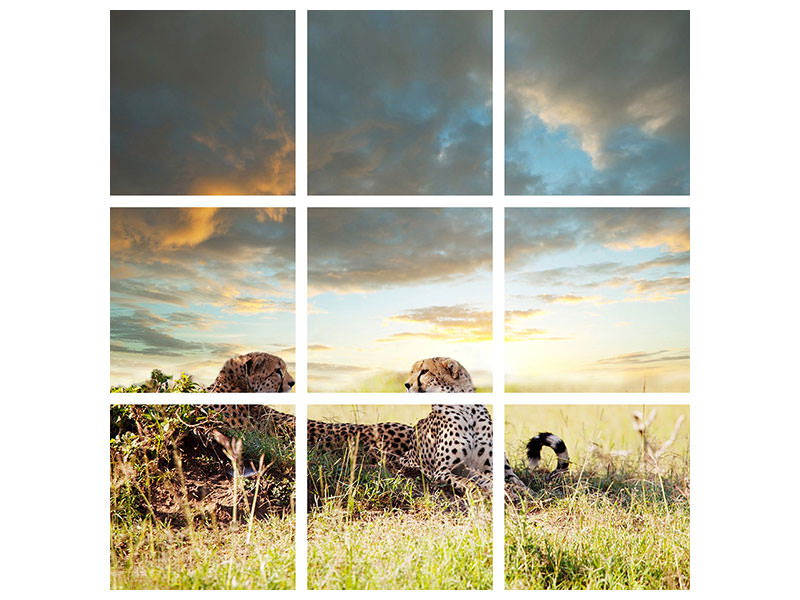 9-piece-canvas-print-cheetahs