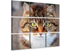 9-piece-canvas-print-tiger-cat