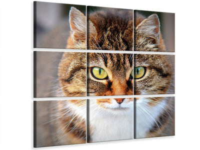 9-piece-canvas-print-tiger-cat