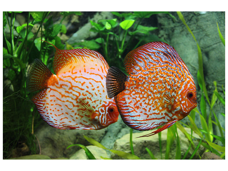 canvas-print-2-fish