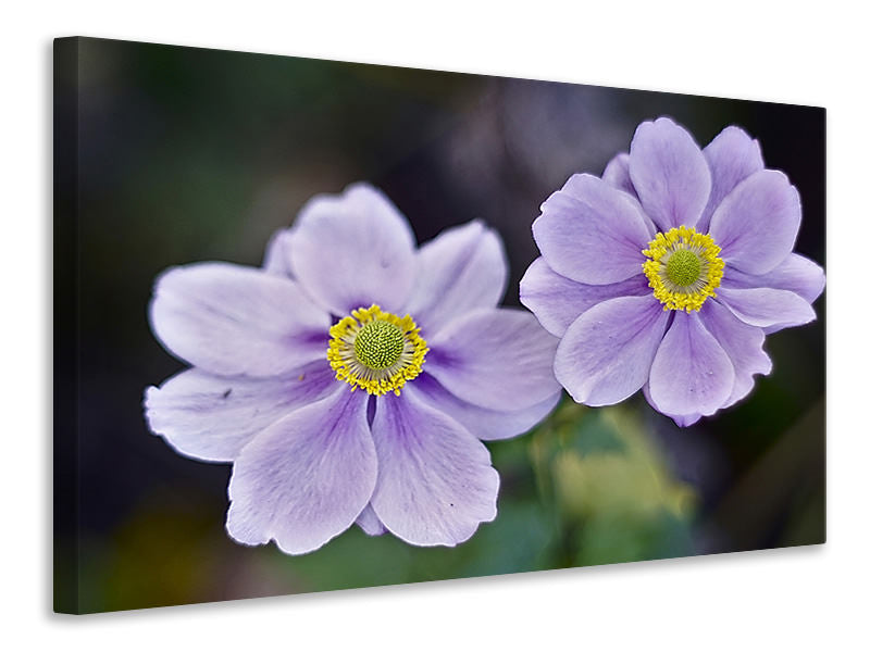 canvas-print-2-flowers