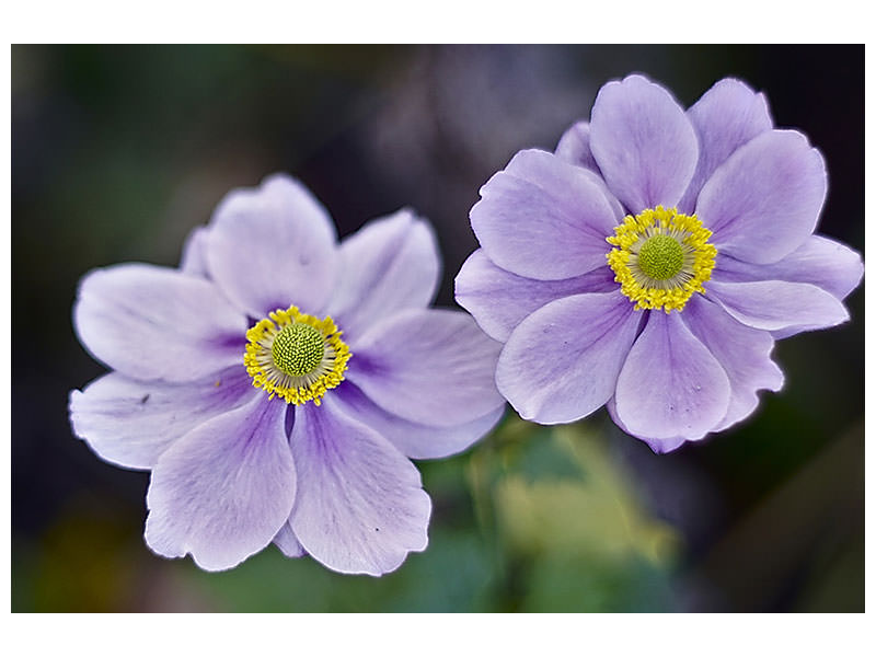 canvas-print-2-flowers