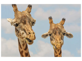 canvas-print-2-giraffes