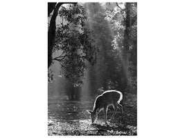 canvas-print-a-fawn-in-the-forest-x