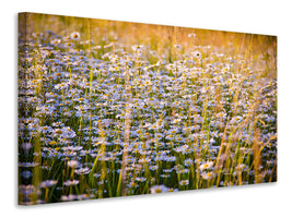 canvas-print-a-field-full-of-camomile