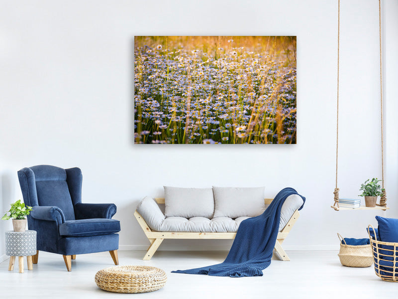 canvas-print-a-field-full-of-camomile